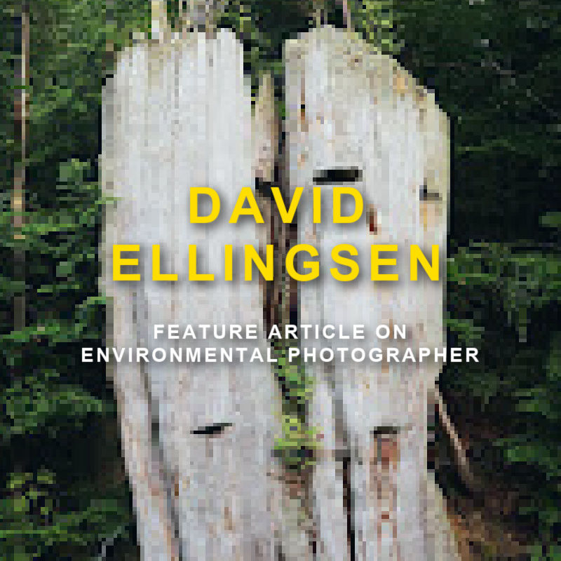 Vancouver tree stump with text 'David Ellingsen Feature Article on Environmental Photographer