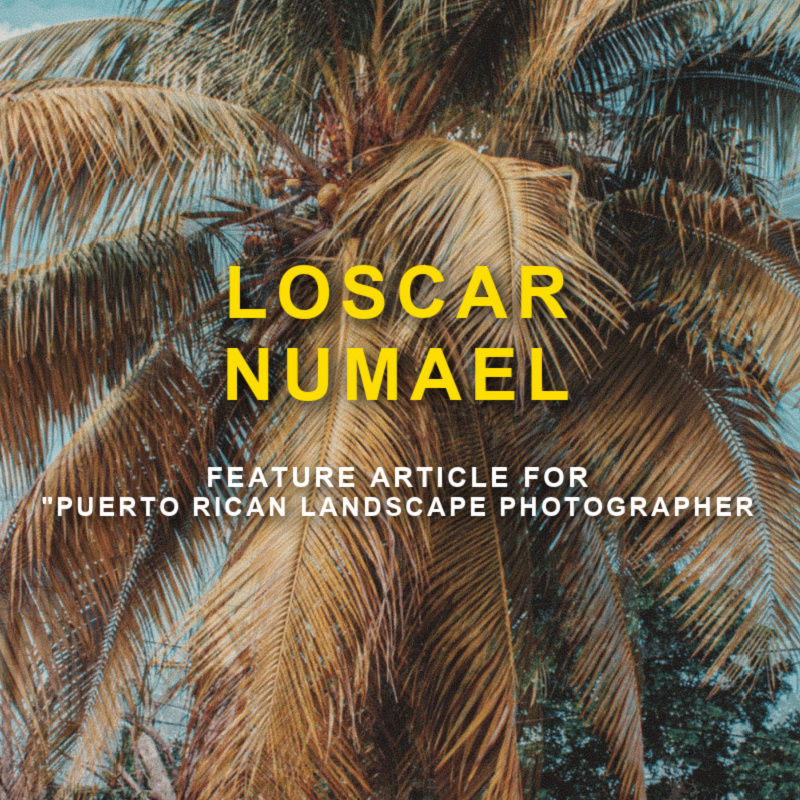 palm tree with text 'Loscar Numael Feature Article for Puerto Rican photographer'